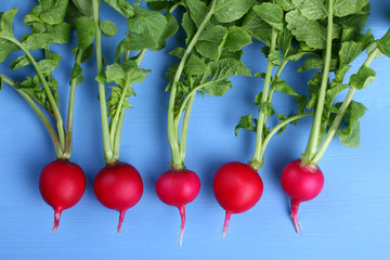 Five red radishes on a isolated blue background