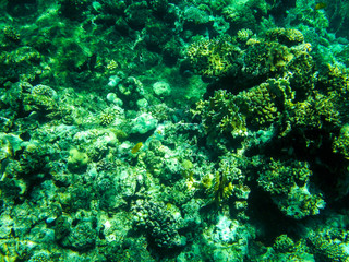 Red Sea - Reef