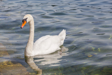 White swan swimming in the water