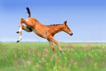 Bay foal jumping in spring green field