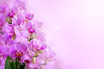 Fototapeta na wymiar bouquet of orchids on the shiny background