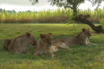 Obraz na płótnie Canvas Lion, South Africa. 