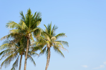 coconut tree on blue sky background