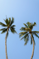 coconut tree on blue sky background