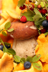 boletus. Little mushroom,  other forest mushrooms and berries of
