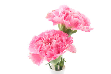 pink carnations flower