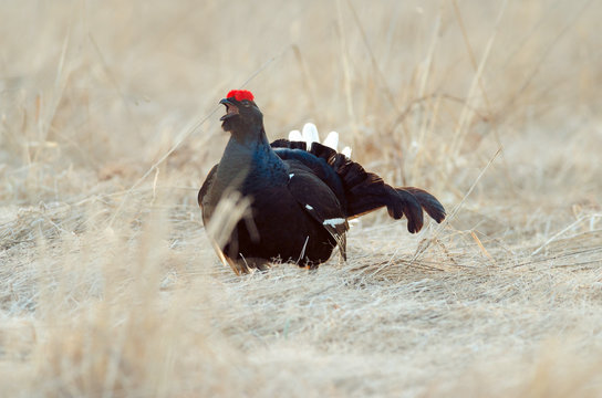 The blackcock song. Russian nature