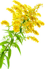 Goldrute freigestellt