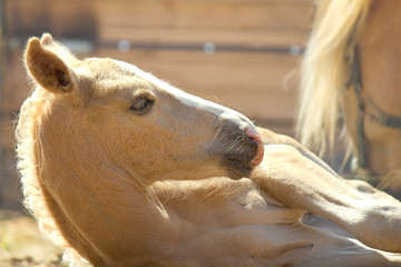 Little palomino foal resting near mother