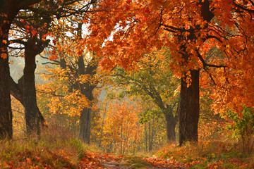 Sunny Autumn country scene