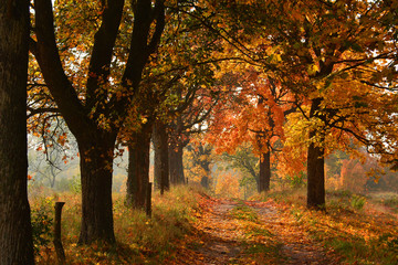 Naklejka premium Sunny Autumn country scene