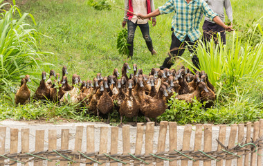 ducks being herded  by farmer