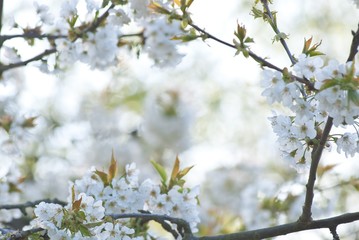 Rahmen aus Kirschblüten, Blütenzweige, Niedersachsen, Deutschland