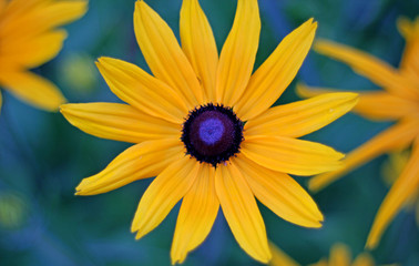 yellow daisy, Black-Eyed Susans