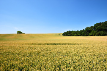 Field of wheat crop with blue sky in summer