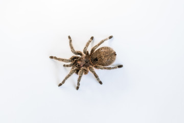 Tarantula spider