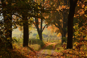 Sunny Autumn country scene