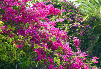 Obraz premium Bougainvillea flowers.