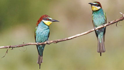 Colored bellies/ bee-eater