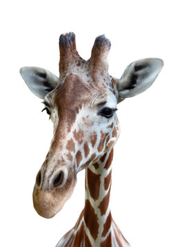 giraffe head isolated