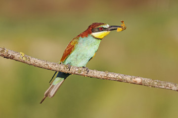 Yellow butterfly/Merops apiaster