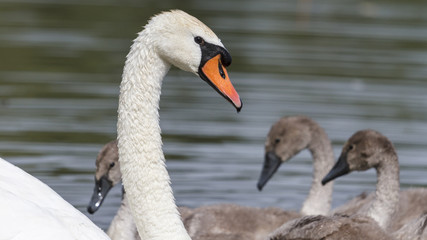 Fototapeta premium Portrait of swan/swan