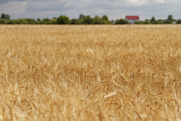 Farm field /Oat field 