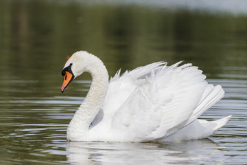 Naklejka premium King of birds/Cygnus olor