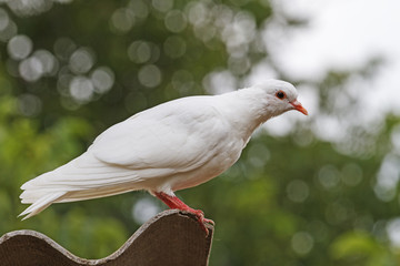 Whitey/Columba livia