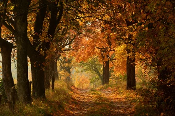 Abwaschbare Fototapete Herbst Sonnige Herbstlandschaft