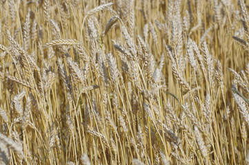 Wheat