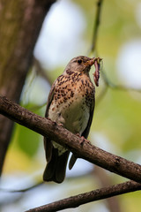 Bird holding worms in beak. Russian nature