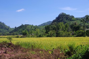 Obraz premium Riziere au Laos