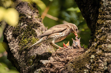 Bird feeding chicks. Russian nature