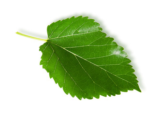 Single green leaf mulberry