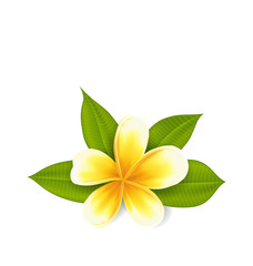 Frangipani with leaves, exotic flower isolated on white backgrou