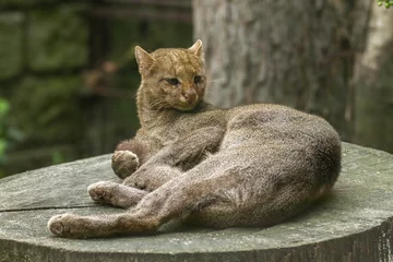 Crédence en verre imprimé Puma jaguarundi