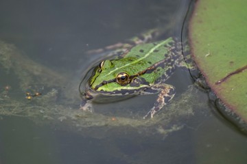 frog floats