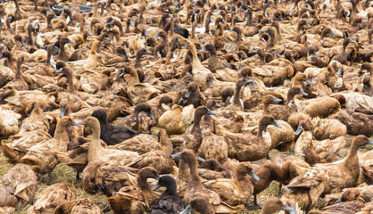 Duck Chase Field, duck eggs 