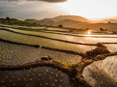 Rice Terraces