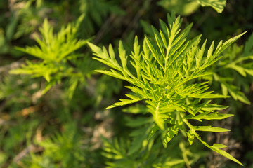 Wild grass at sunset