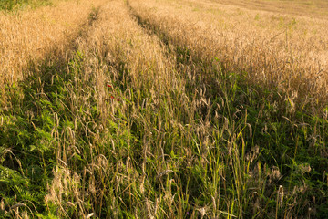 Tracks through the wheat field