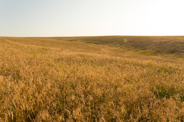 Wheat field in middle of summer