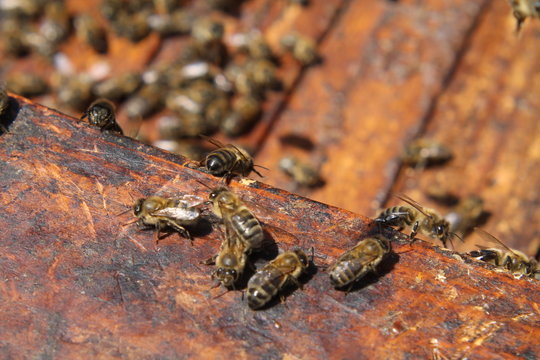 pszczoły ule miód