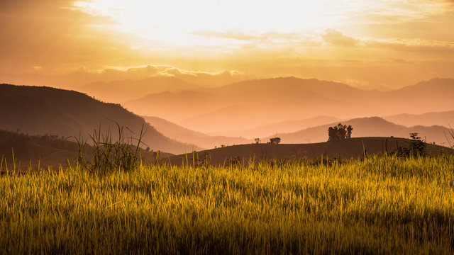 Rice Field