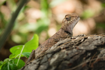 Chameleon in shallow focus