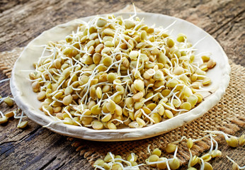 sprouted lentil seeds