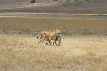Lioness with cubs in Ngorongoro Crater