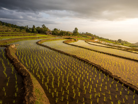 Rice Terraces