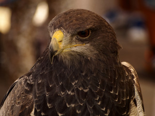Parabuteo unicinctus